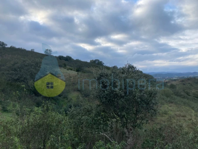 Terreno Agricola ou Rústico para Venda em São Bartolomeu de Messines Foto 5