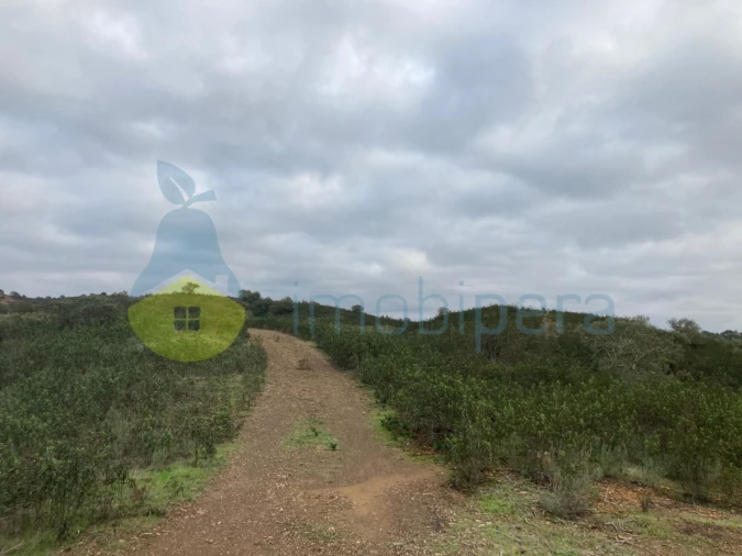 Terreno Agricola ou Rústico para Venda em São Bartolomeu de Messines Foto 12