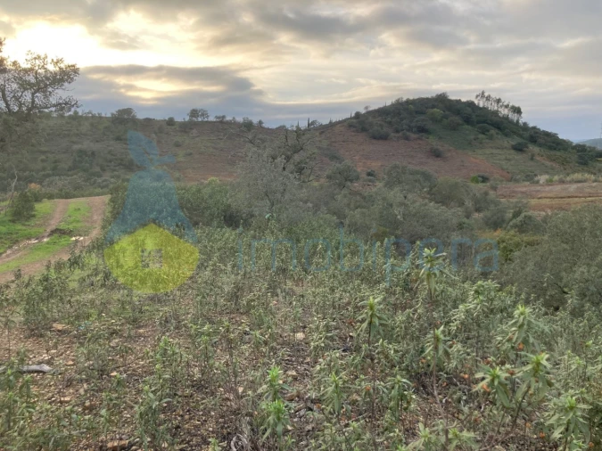 Terreno Agricola ou Rústico para Venda em São Bartolomeu de Messines Foto 23
