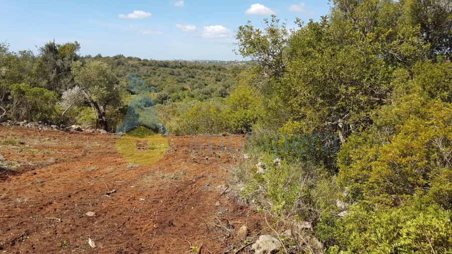 Terreno para Venda em Ferreiras Foto 8