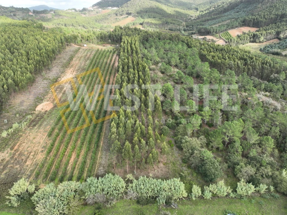 Terreno Agricola ou Rústico para Venda em Azueira e Sobral da Abelheira Foto 1