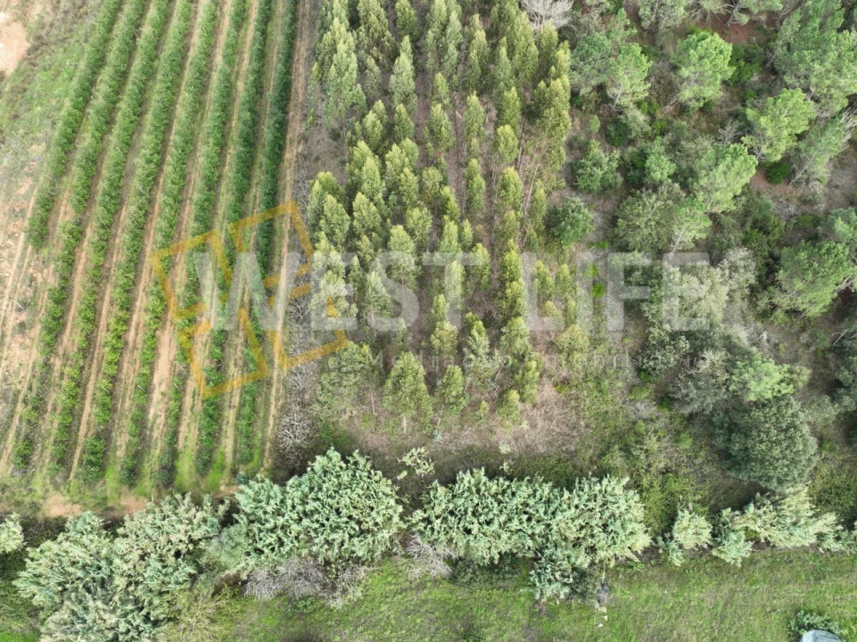 Terreno Agricola ou Rústico para Venda em Azueira e Sobral da Abelheira Foto 8