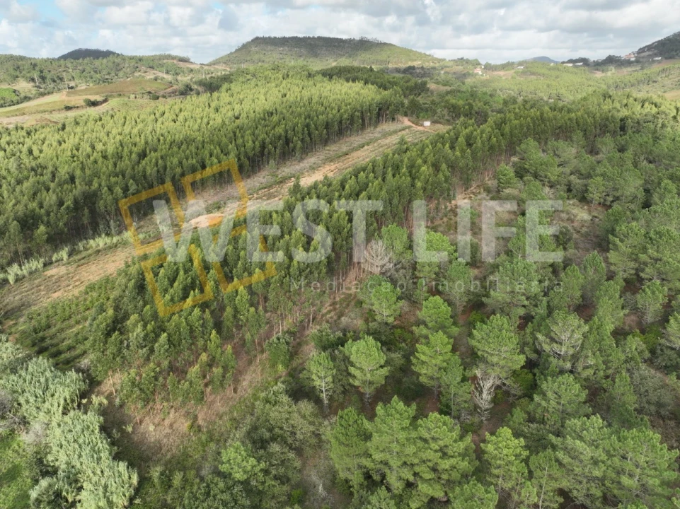 Terreno Agricola ou Rústico para Venda em Azueira e Sobral da Abelheira Foto 10