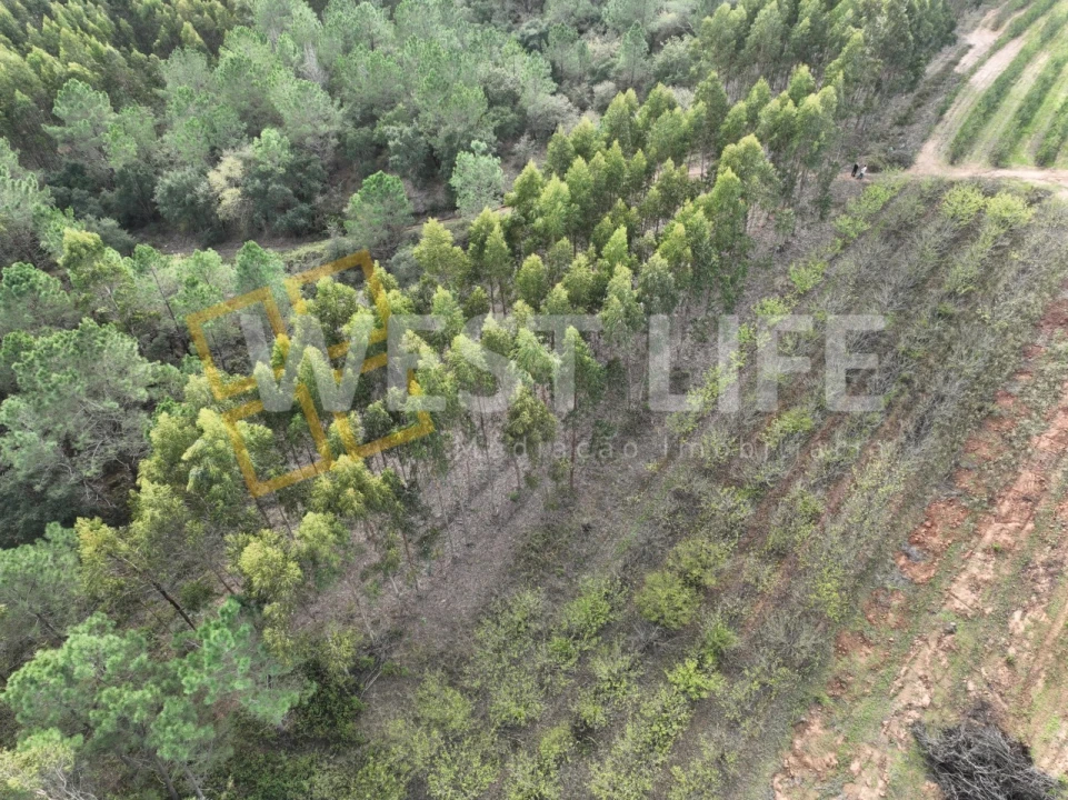 Terreno Agricola ou Rústico para Venda em Azueira e Sobral da Abelheira Foto 13
