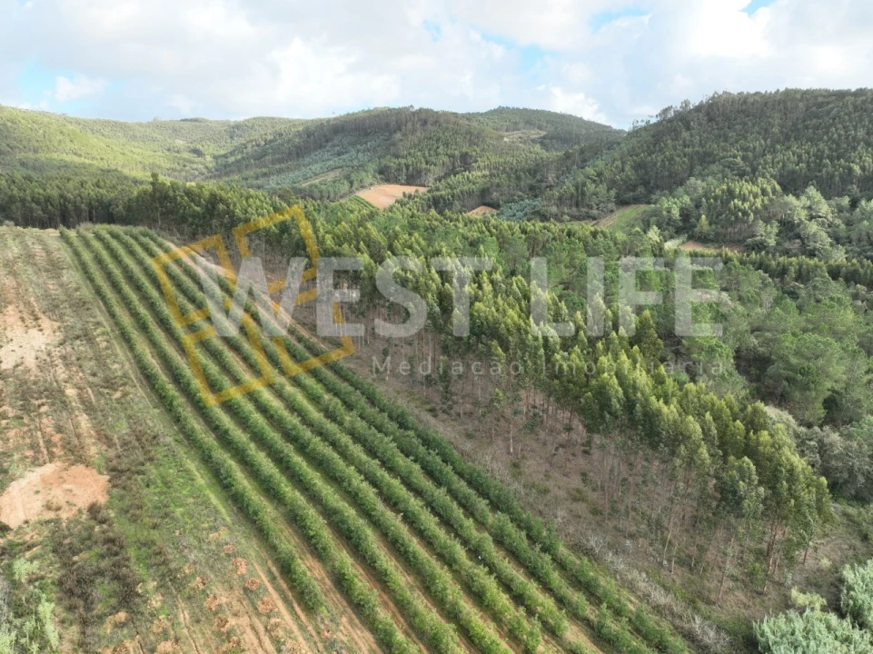 Terreno Agricola ou Rústico para Venda em Azueira e Sobral da Abelheira Foto 16