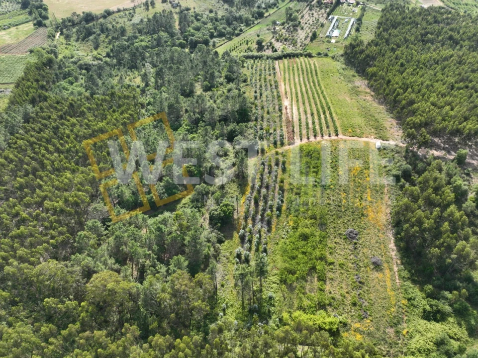 Terreno Agricola ou Rústico para Venda em Azueira e Sobral da Abelheira Foto 3