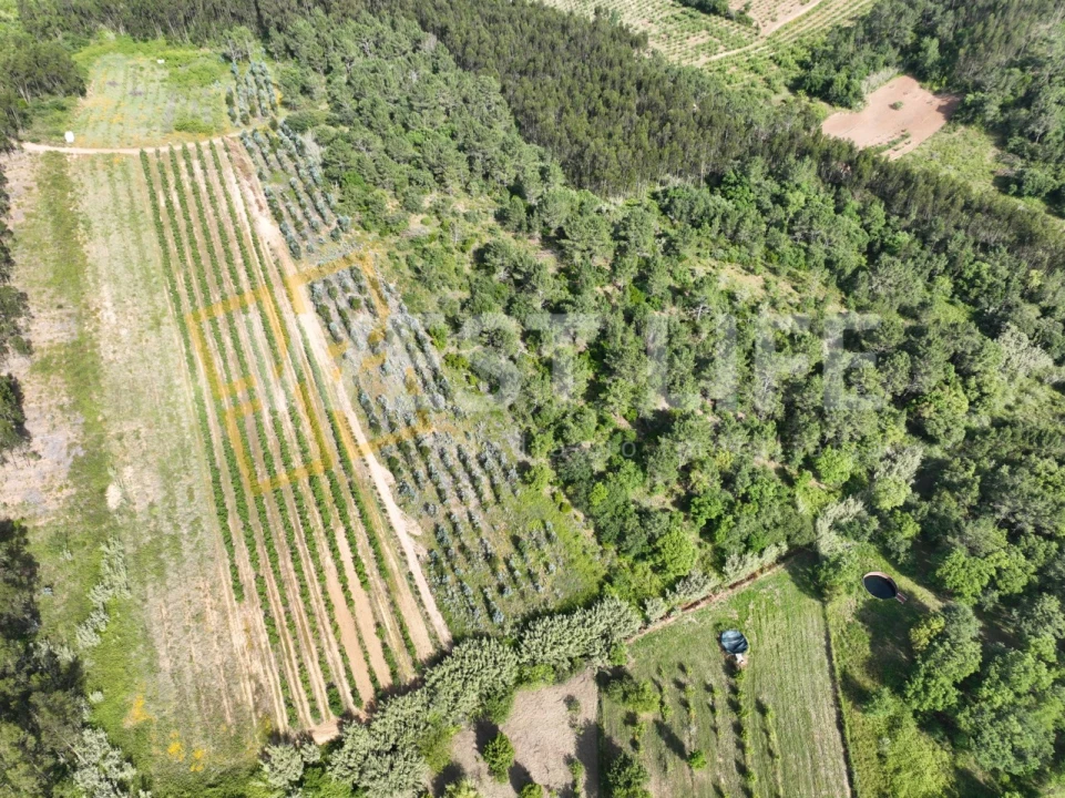 Terreno Agricola ou Rústico para Venda em Azueira e Sobral da Abelheira Foto 5