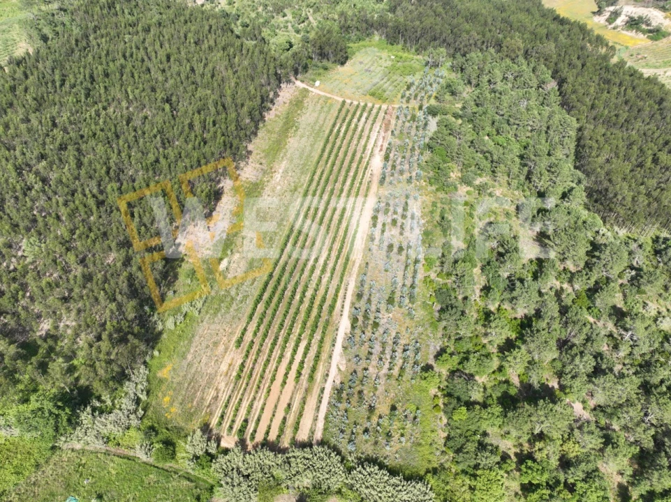 Terreno Agricola ou Rústico para Venda em Azueira e Sobral da Abelheira Foto 7