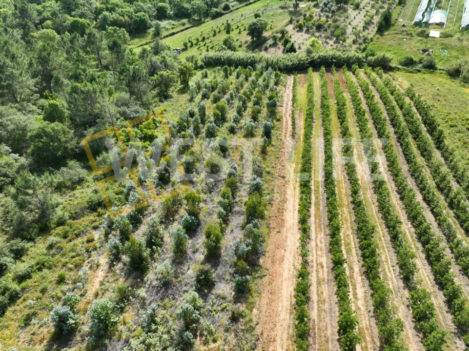 Terreno Agricola ou Rústico para Venda em Azueira e Sobral da Abelheira Foto 8
