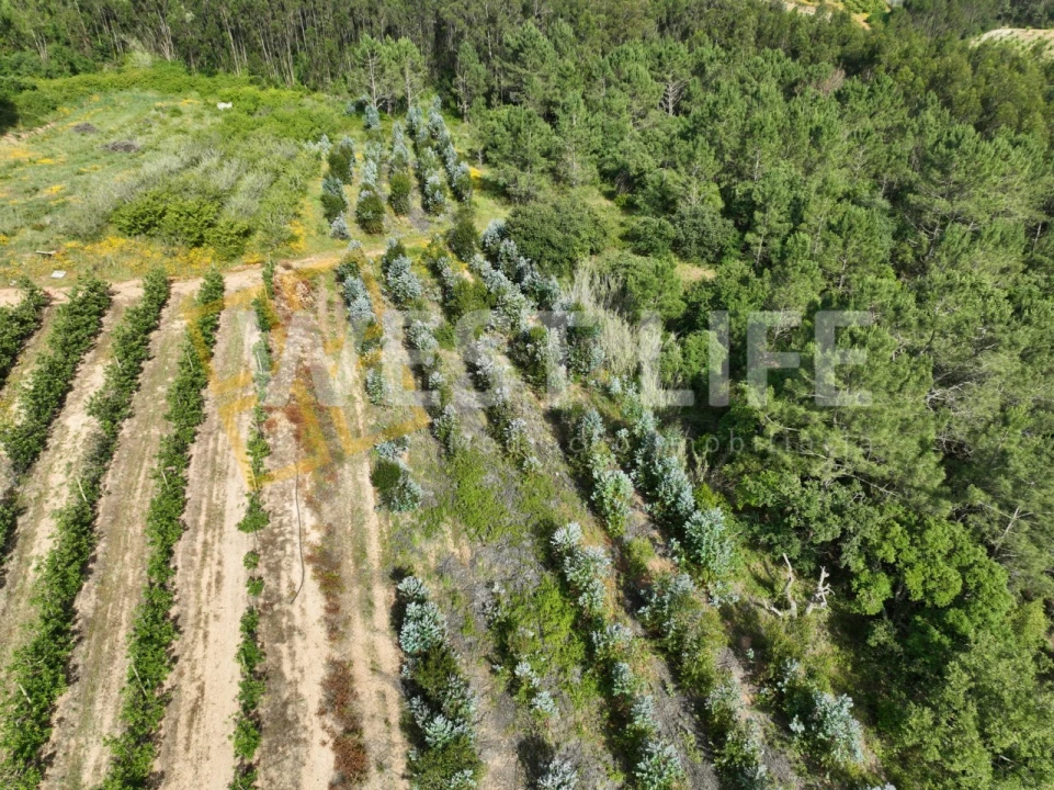 Terreno Agricola ou Rústico para Venda em Azueira e Sobral da Abelheira Foto 9
