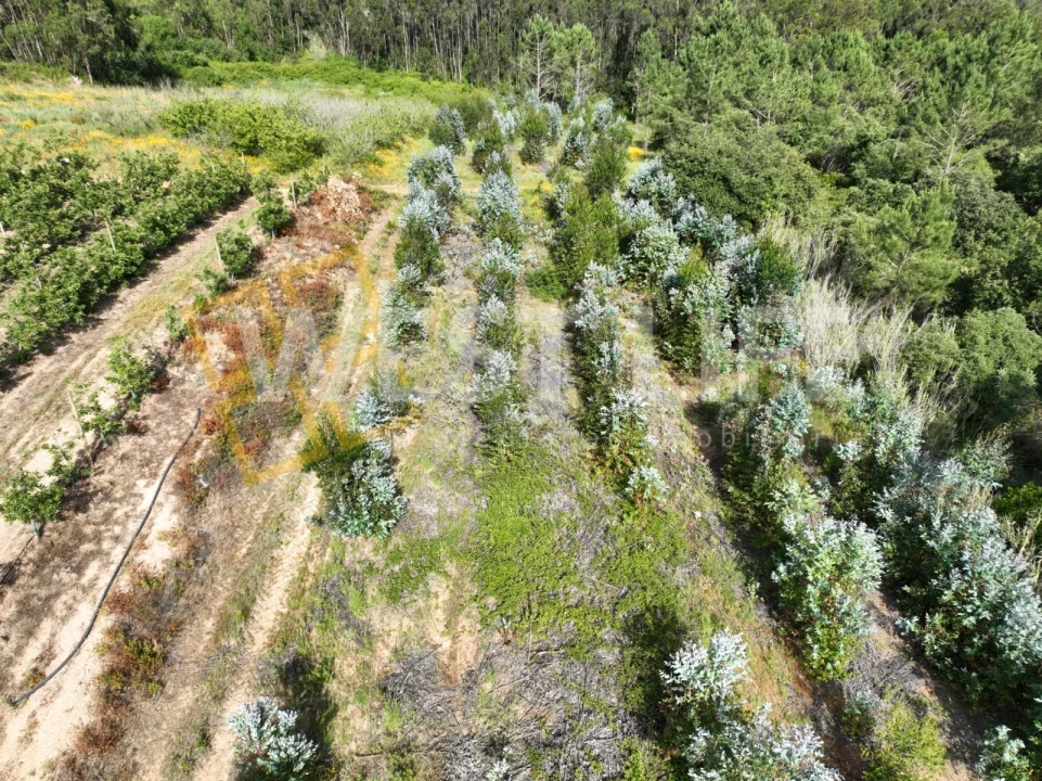 Terreno Agricola ou Rústico para Venda em Azueira e Sobral da Abelheira Foto 10