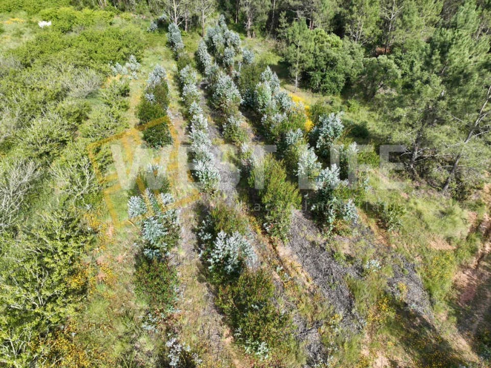 Terreno Agricola ou Rústico para Venda em Azueira e Sobral da Abelheira Foto 11