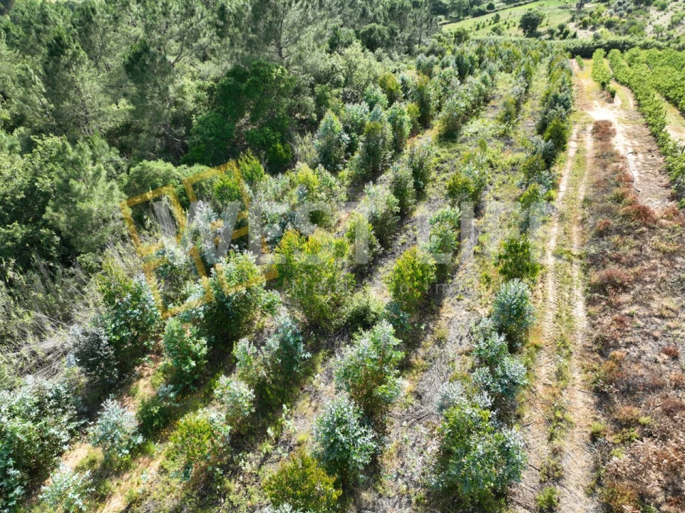 Terreno Agricola ou Rústico para Venda em Azueira e Sobral da Abelheira Foto 12