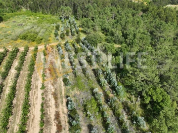 Terreno Agricola ou Rústico para Venda em Azueira e Sobral da Abelheira