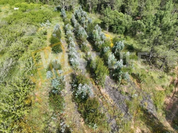 Terreno Agricola ou Rústico para Venda em Azueira e Sobral da Abelheira