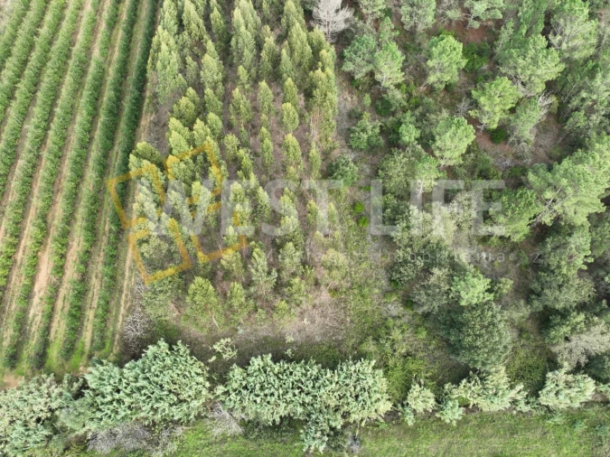 Terreno Agricola ou Rústico para Venda em Azueira e Sobral da Abelheira Foto 7