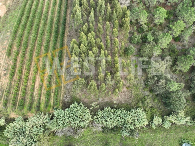 Terreno Agricola ou Rústico para Venda em Azueira e Sobral da Abelheira Foto 8
