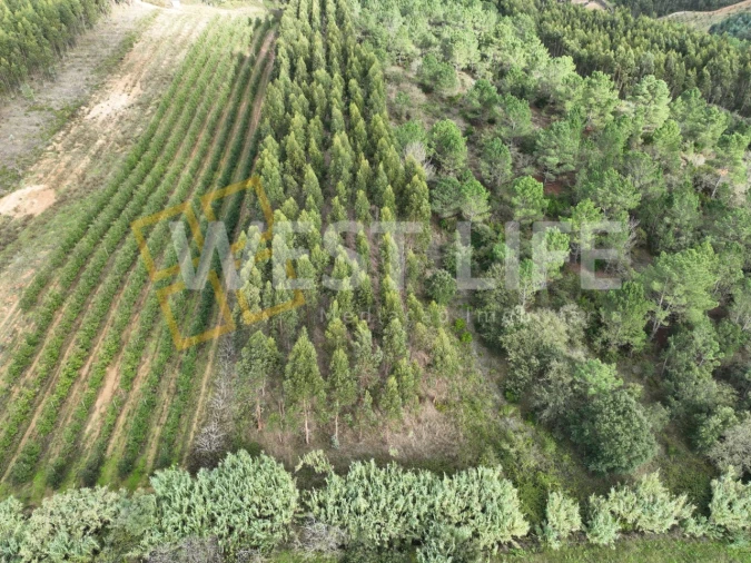 Terreno Agricola ou Rústico para Venda em Azueira e Sobral da Abelheira Foto 9