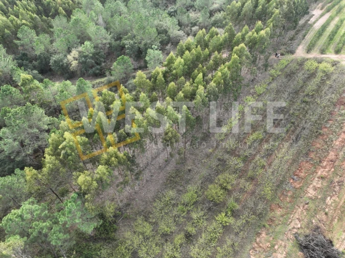 Terreno Agricola ou Rústico para Venda em Azueira e Sobral da Abelheira Foto 13