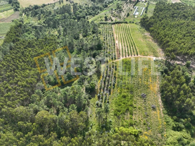 Terreno Agricola ou Rústico para Venda em Azueira e Sobral da Abelheira Foto 3