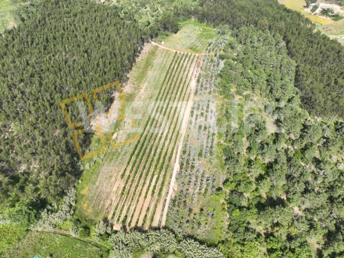 Terreno Agricola ou Rústico para Venda em Azueira e Sobral da Abelheira Foto 7