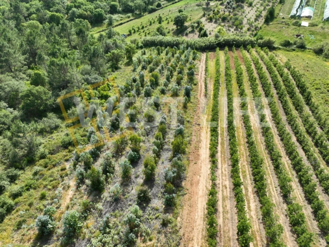 Terreno Agricola ou Rústico para Venda em Azueira e Sobral da Abelheira Foto 8