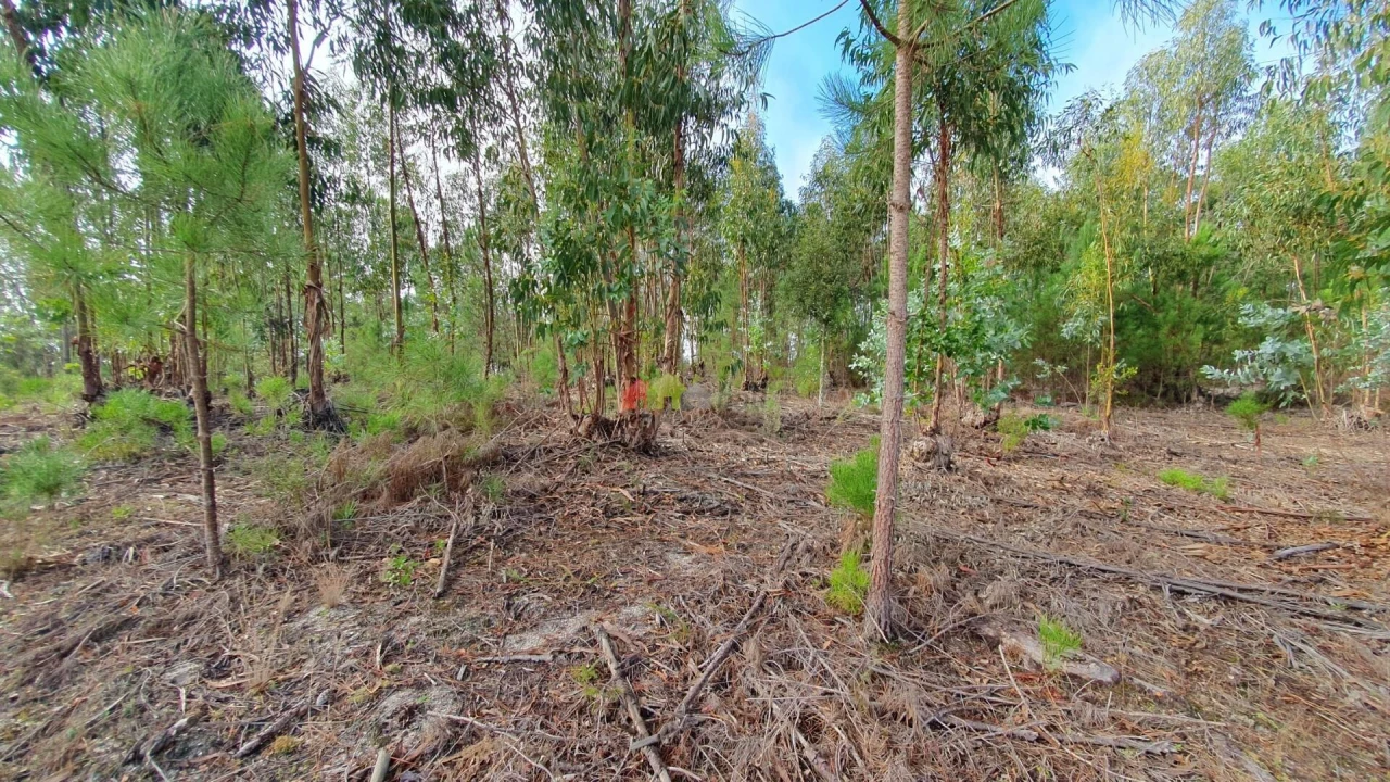 Terreno para Venda em Cortiçadas de Lavre e Lavre Foto 30