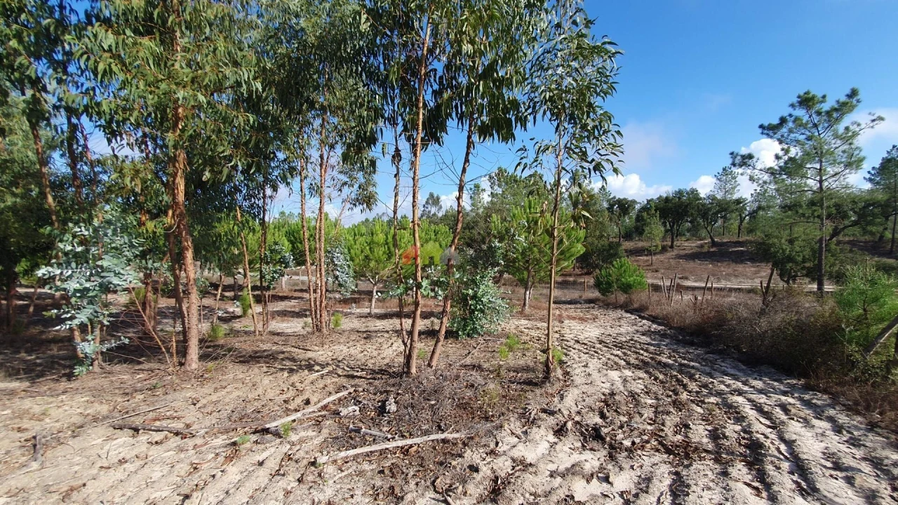 Terreno para Venda em Cortiçadas de Lavre e Lavre Foto 53