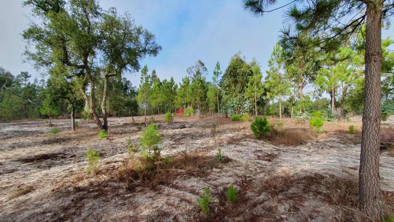 Terreno para Venda em Cortiçadas de Lavre e Lavre Foto 24