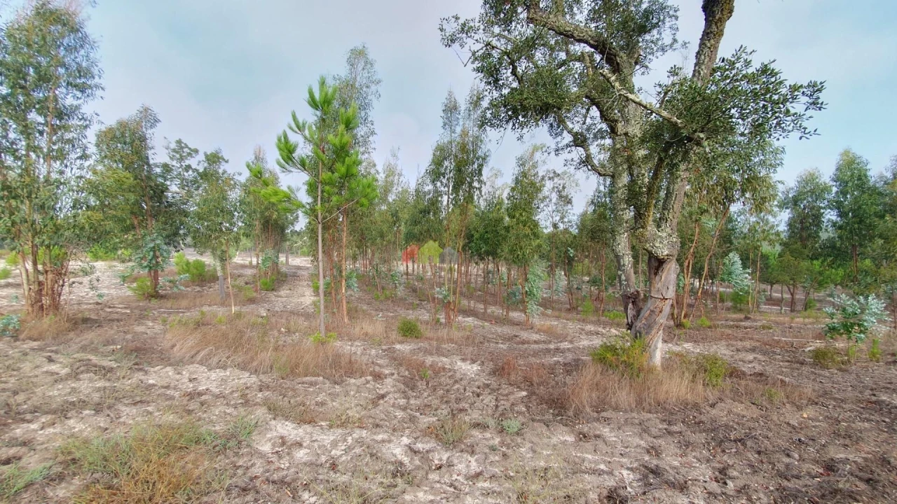 Terreno para Venda em Cortiçadas de Lavre e Lavre Foto 17