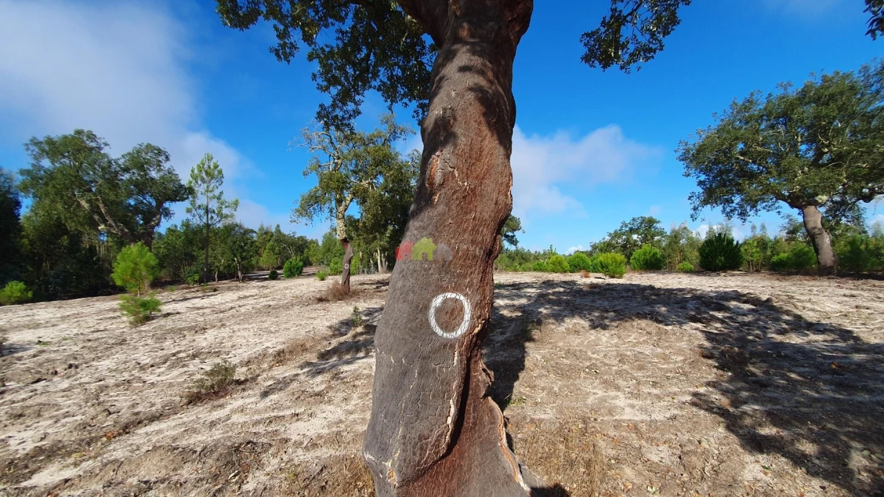 Terreno para Venda em Cortiçadas de Lavre e Lavre Foto 59