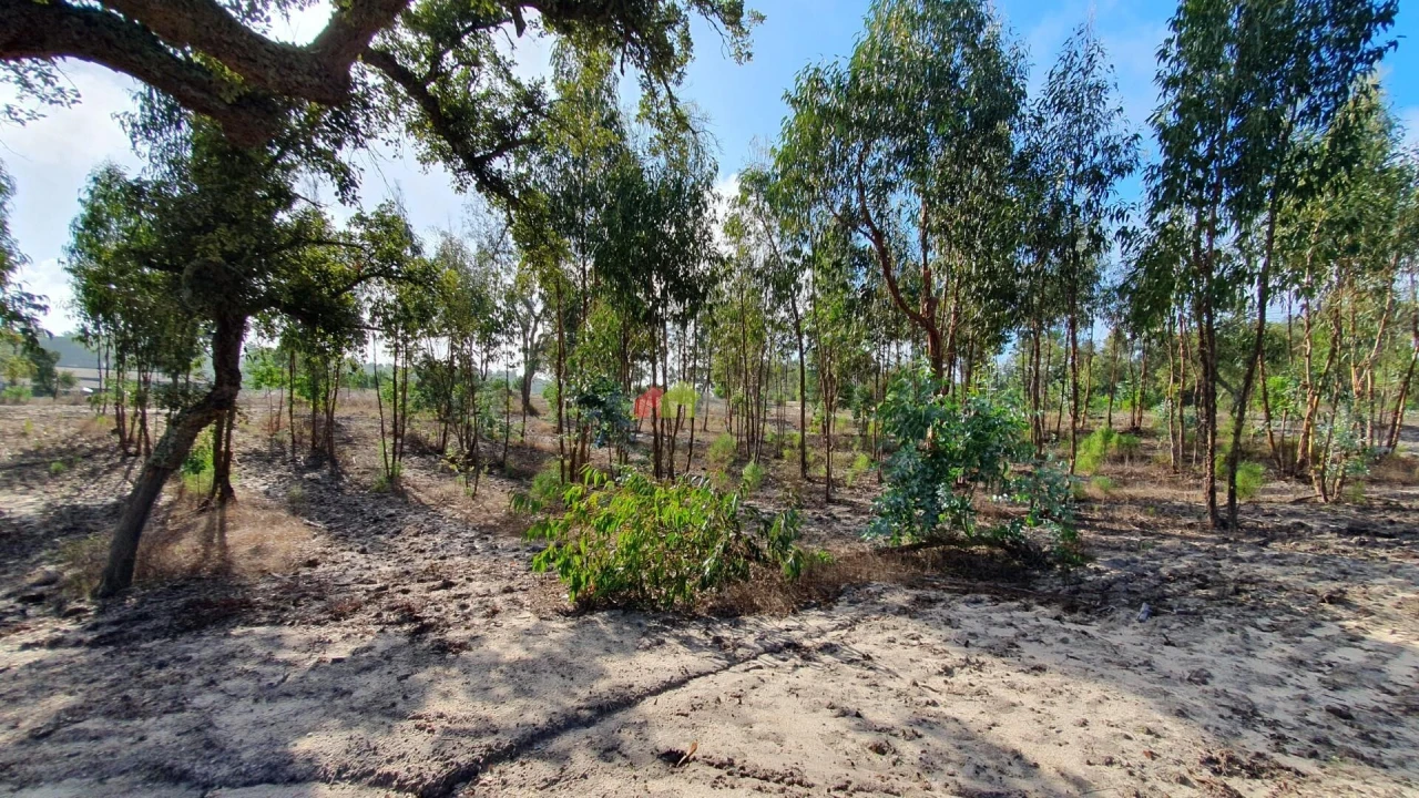 Terreno para Venda em Cortiçadas de Lavre e Lavre Foto 48