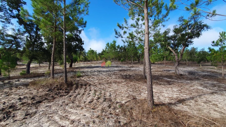 Terreno para Venda em Cortiçadas de Lavre e Lavre Foto 46