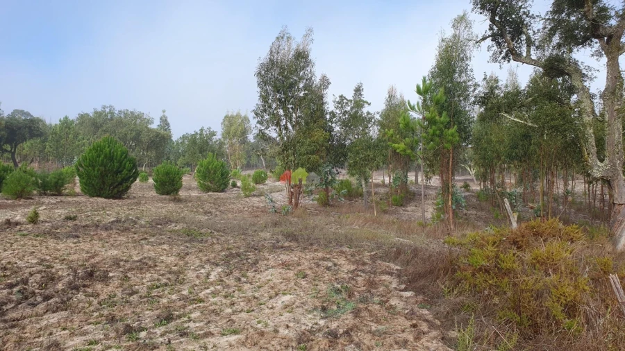 Terreno para Venda em Cortiçadas de Lavre e Lavre Foto 15