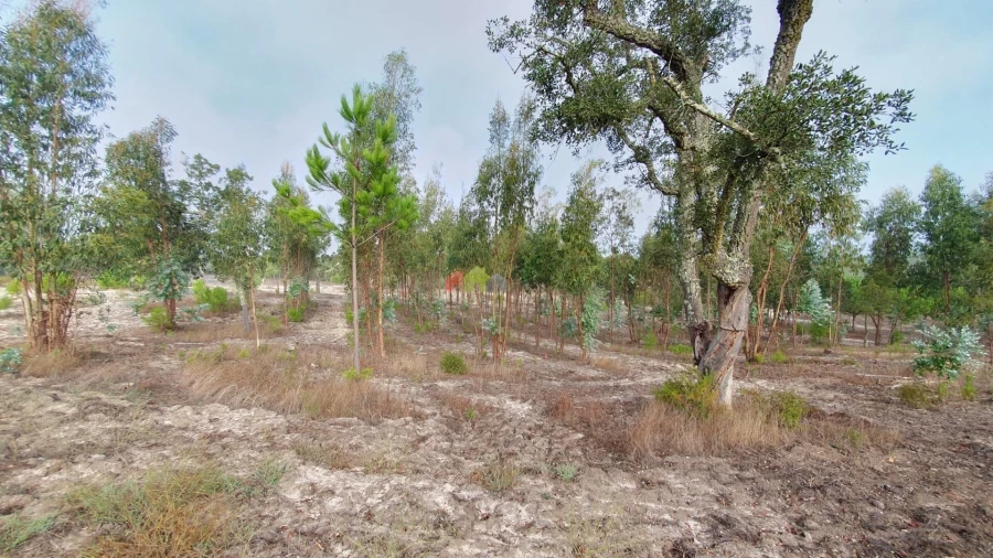 Terreno para Venda em Cortiçadas de Lavre e Lavre Foto 17