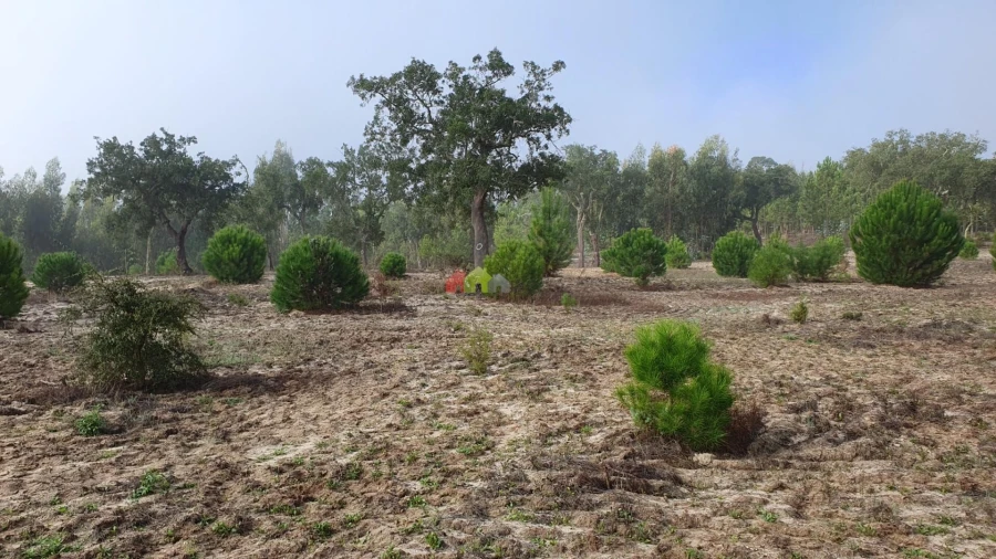 Terreno para Venda em Cortiçadas de Lavre e Lavre Foto 14