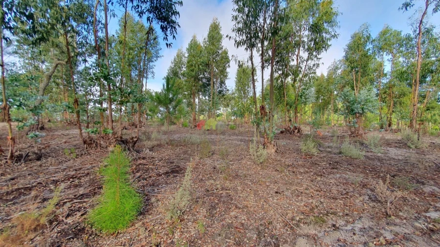 Terreno para Venda em Cortiçadas de Lavre e Lavre Foto 35