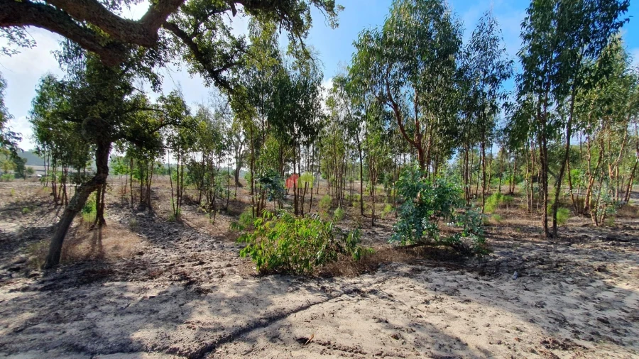 Terreno para Venda em Cortiçadas de Lavre e Lavre Foto 48