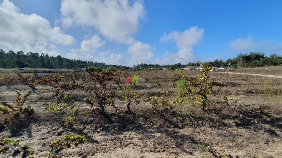 Terreno para Venda em Cortiçadas de Lavre e Lavre Foto 72