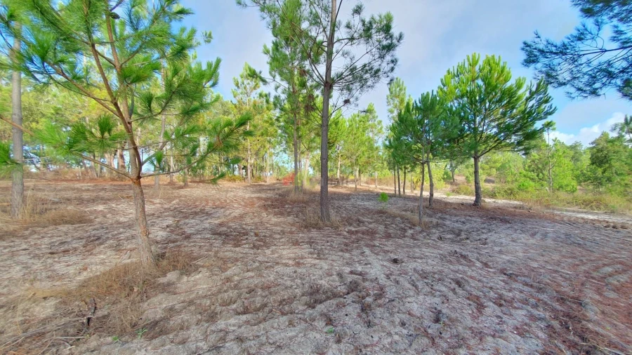 Terreno para Venda em Cortiçadas de Lavre e Lavre Foto 38