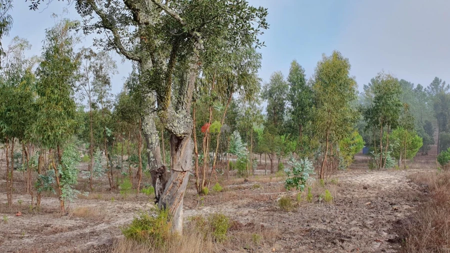 Terreno para Venda em Cortiçadas de Lavre e Lavre Foto 16