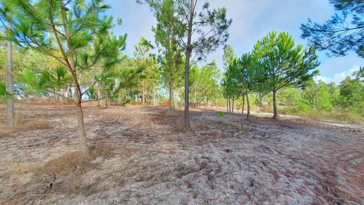 Terreno para Venda em Cortiçadas de Lavre e Lavre Foto 38