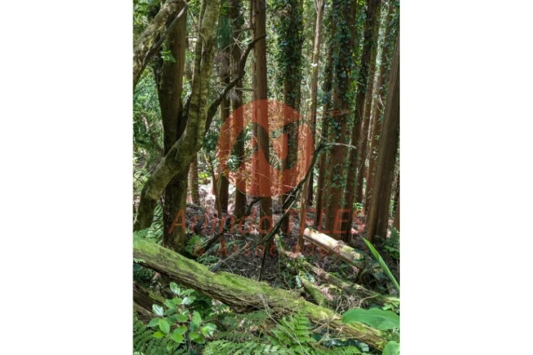 Terreno para Venda em Manadas (Santa Barbara) Foto 4