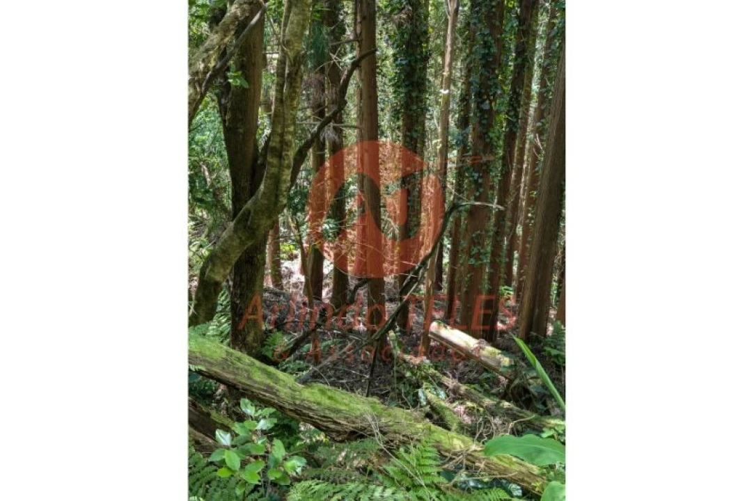 Terreno para Venda em Manadas (Santa Barbara) Foto 4