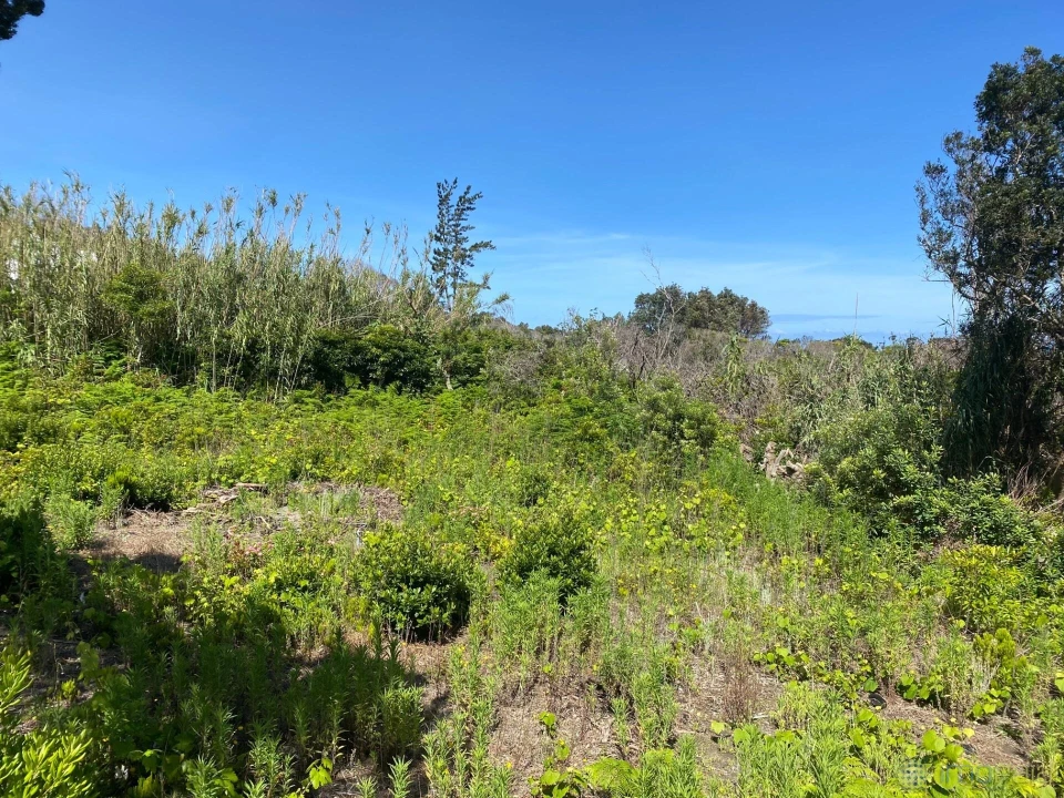 Terreno para Venda em Capelo Foto 2