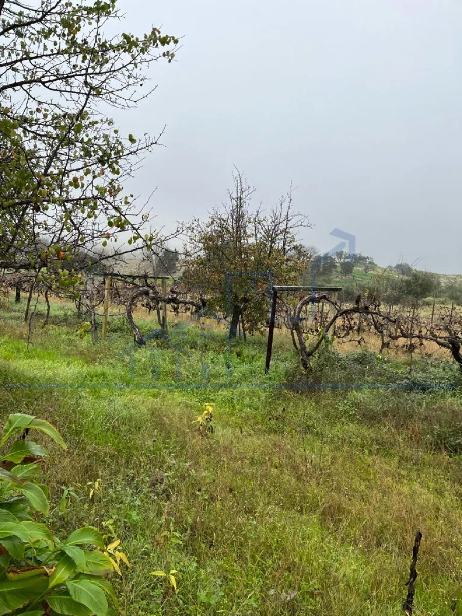 Moradia T0 para Venda em Adeganha e Cardanha Foto 5