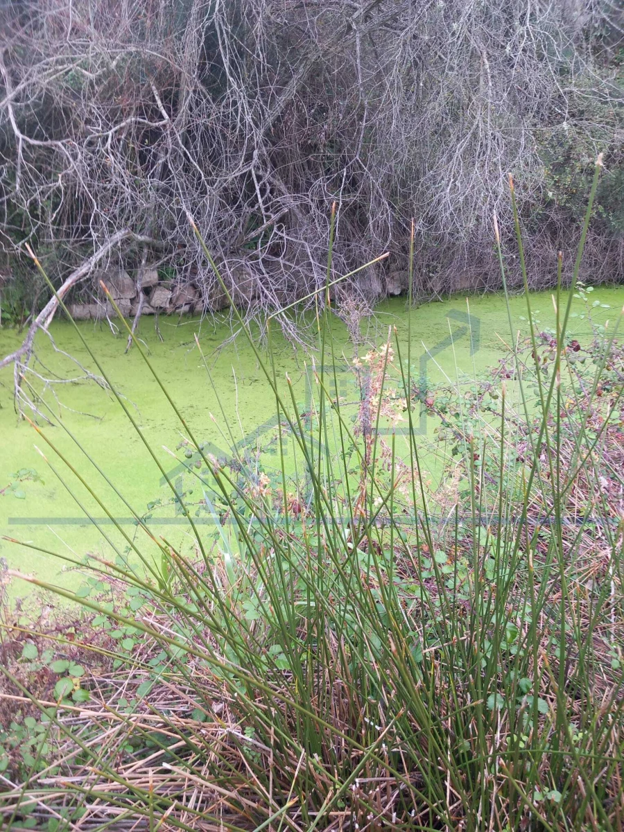 Moradia T0 para Venda em Adeganha e Cardanha Foto 10