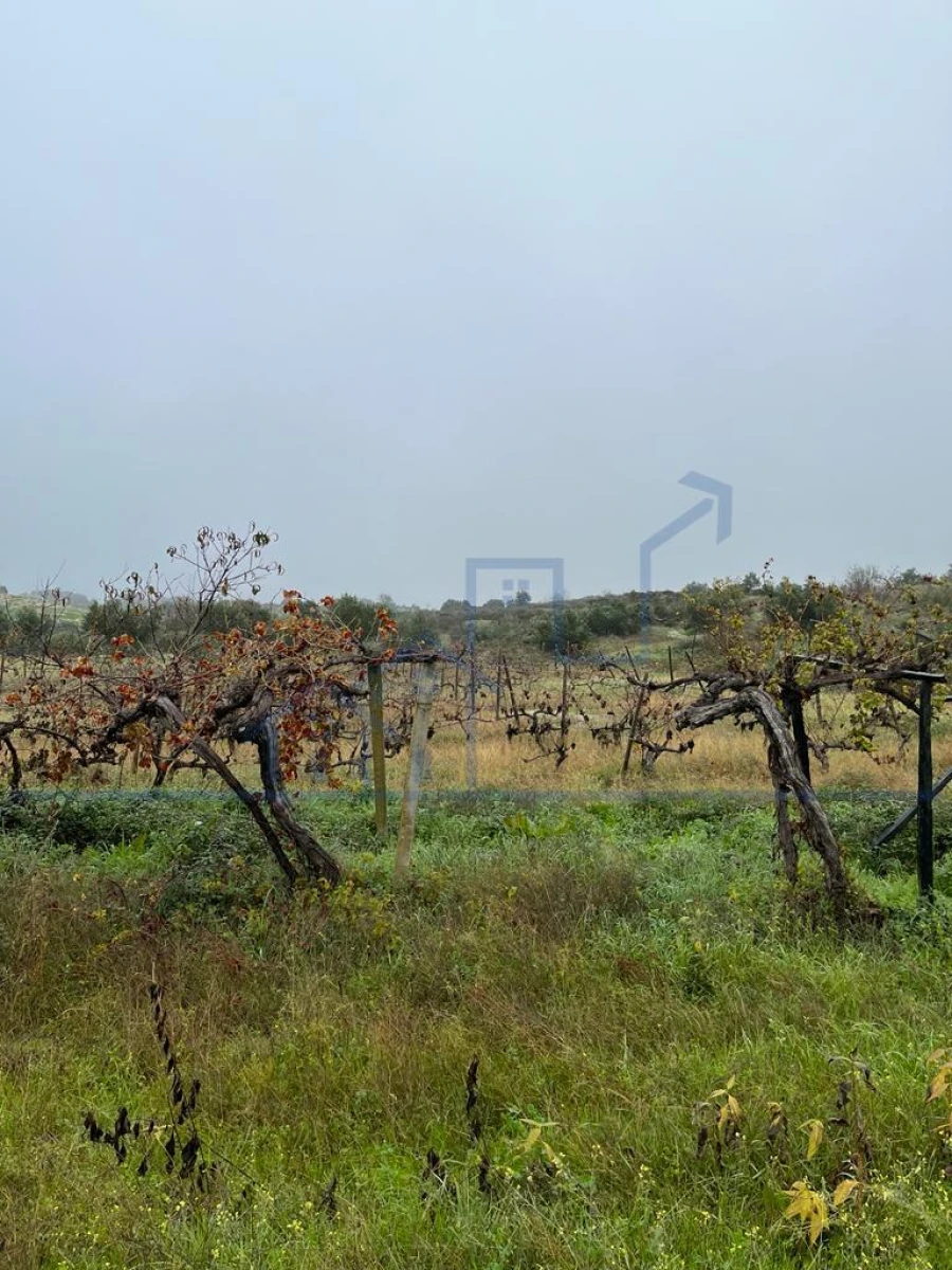 Moradia T0 para Venda em Adeganha e Cardanha Foto 14
