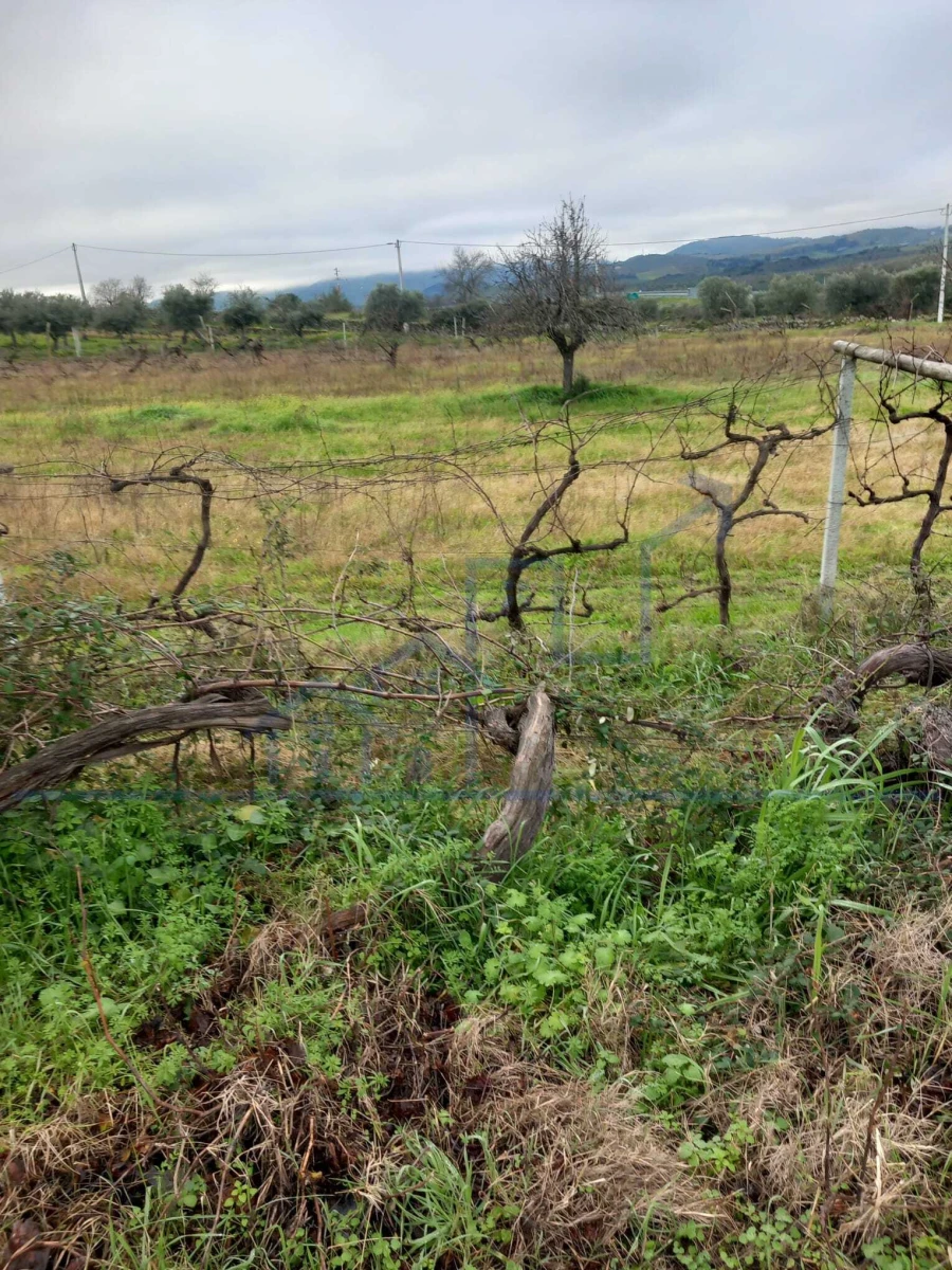 Moradia T0 para Venda em Adeganha e Cardanha Foto 4