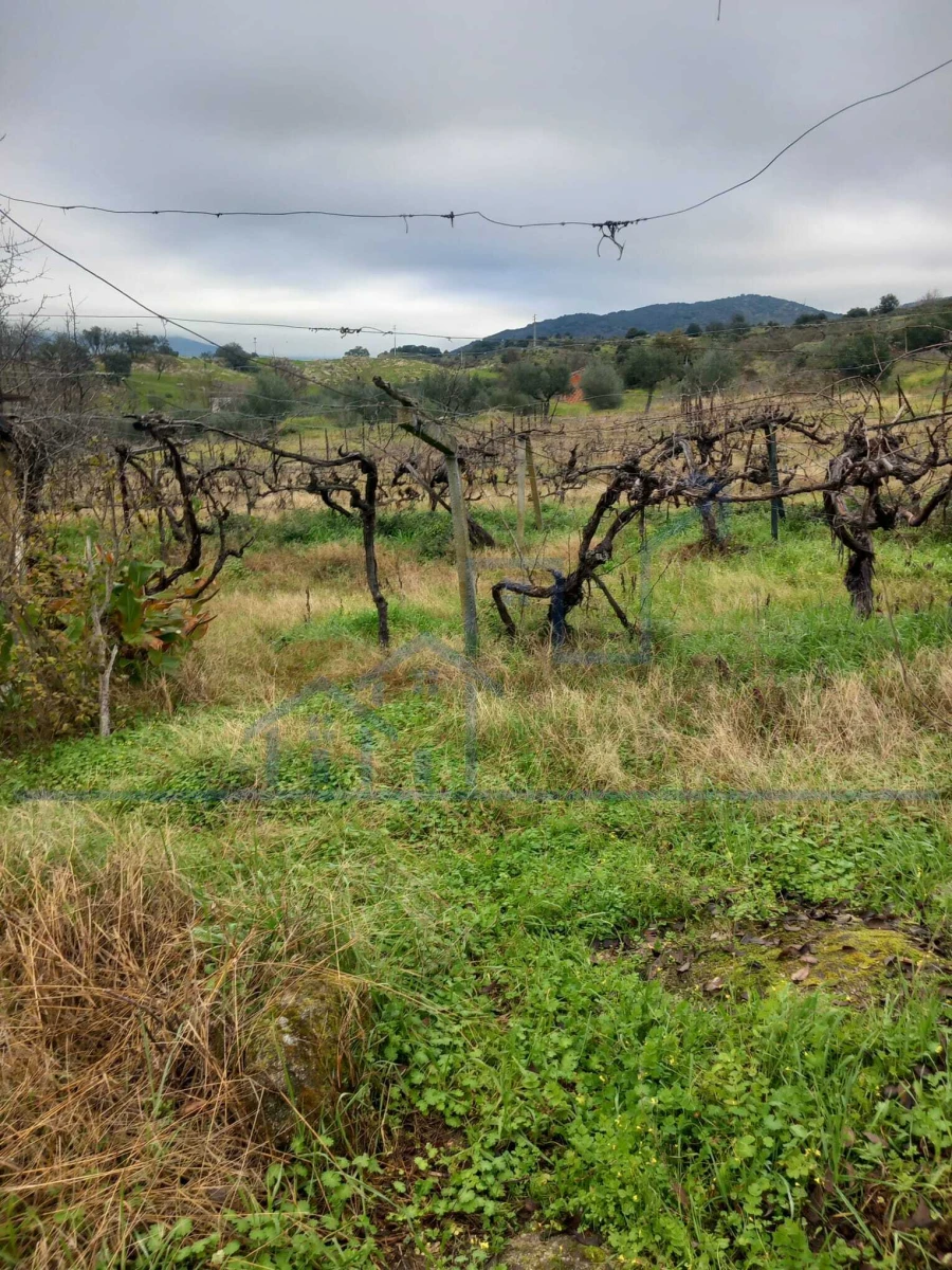 Moradia T0 para Venda em Adeganha e Cardanha Foto 3